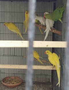 white Ringneck/ Yellow Ring neck/ parrots /latino /birds