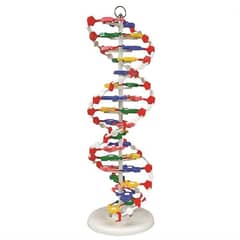 DNA