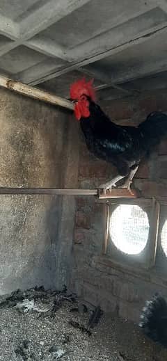 Hen and Cock for sale 0