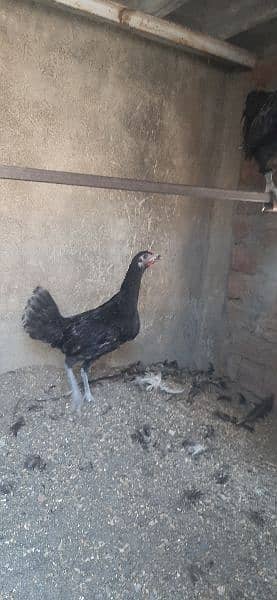 Hen and Cock for sale 1