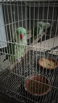 Raw Parrot Pair 4 Months age