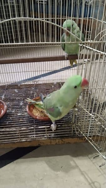 Raw Parrot Pair 4 Months age 1