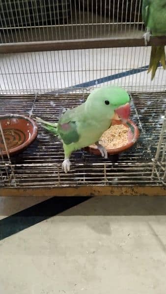 Raw Parrot Pair 4 Months age 2