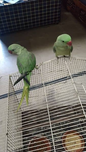 Raw Parrot Pair 4 Months age 3