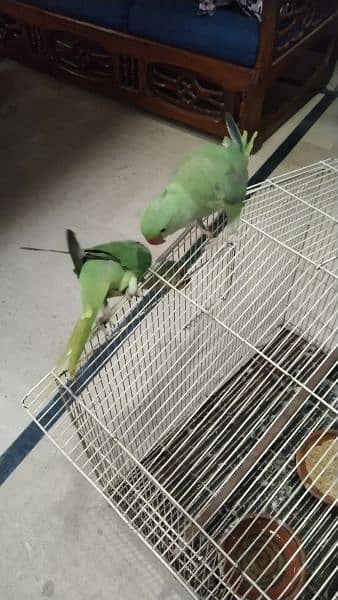 Raw Parrot Pair 4 Months age 4