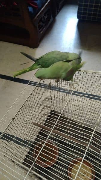 Raw Parrot Pair 4 Months age 5