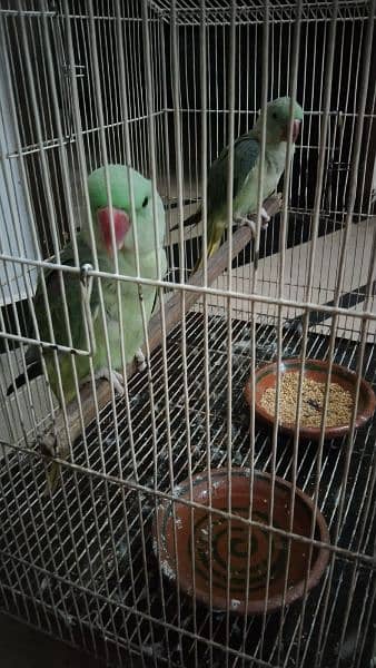 Raw Parrot Pair 4 Months age 6