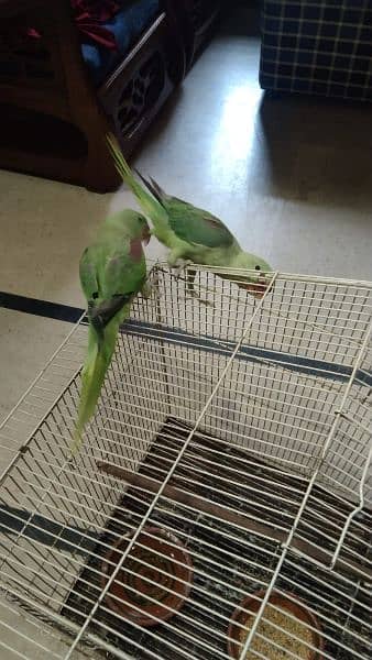 Raw Parrot Pair 4 Months age 7