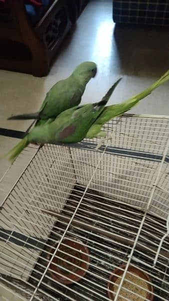 Raw Parrot Pair 4 Months age 8