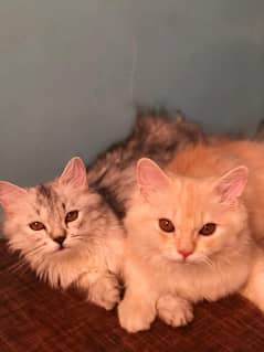 Persian Cats (Home trained)