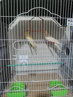 COCKTAIL breeding pair for sale (with cage)