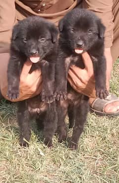 black German shepherd long coat paier forsal