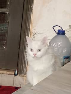 Full White Persian Triple Coat Silver Eyes