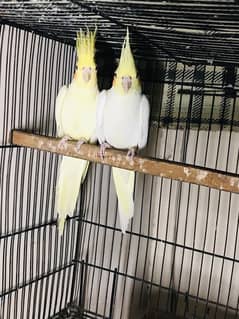 cocktail and love bird breeder pair with history