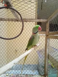 Talking parrot urgent for sale