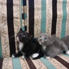 Russian blue mixed breed kittens for sale