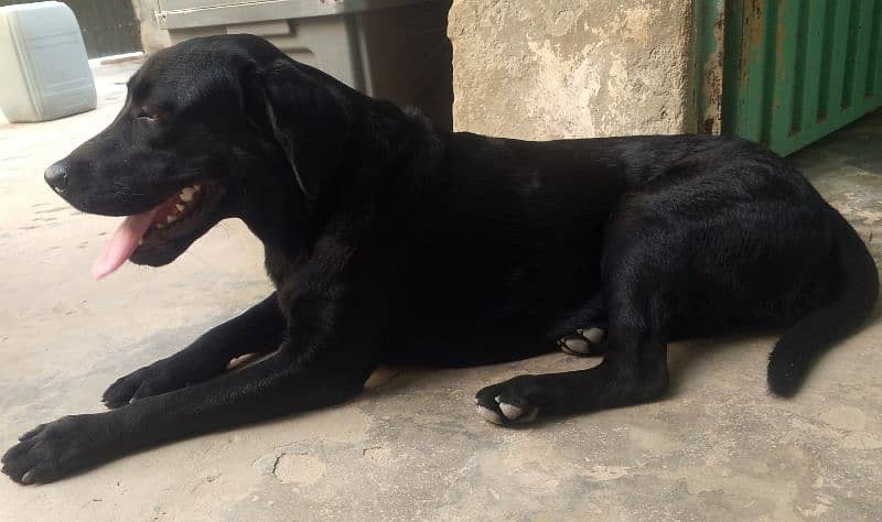 Labrador female dog/age 11 month/03481047687whatsapp contact 0