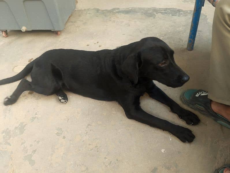 Labrador female dog/age 11 month/03481047687whatsapp contact 1