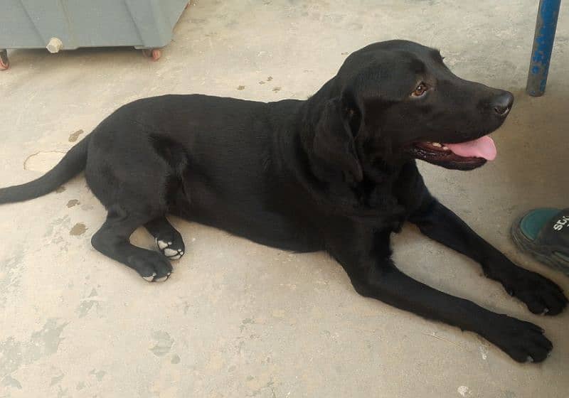 Labrador female dog/age 11 month/03481047687whatsapp contact 2