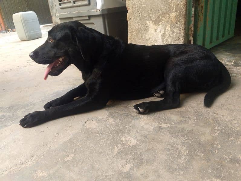 Labrador female dog/age 11 month/03481047687whatsapp contact 3