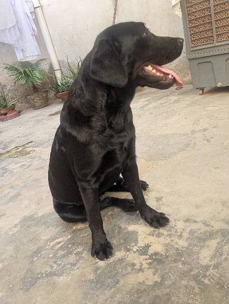 Labrador female dog/age 11 month/03481047687whatsapp contact 4