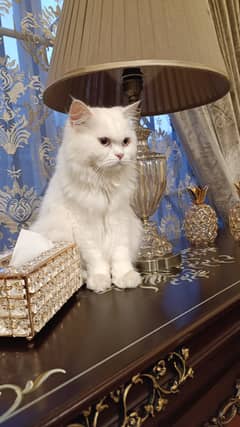 Persian cat/Triple Coated cat