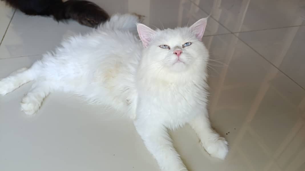 Persian cat/Triple Coated cat/Punch Face cats 1