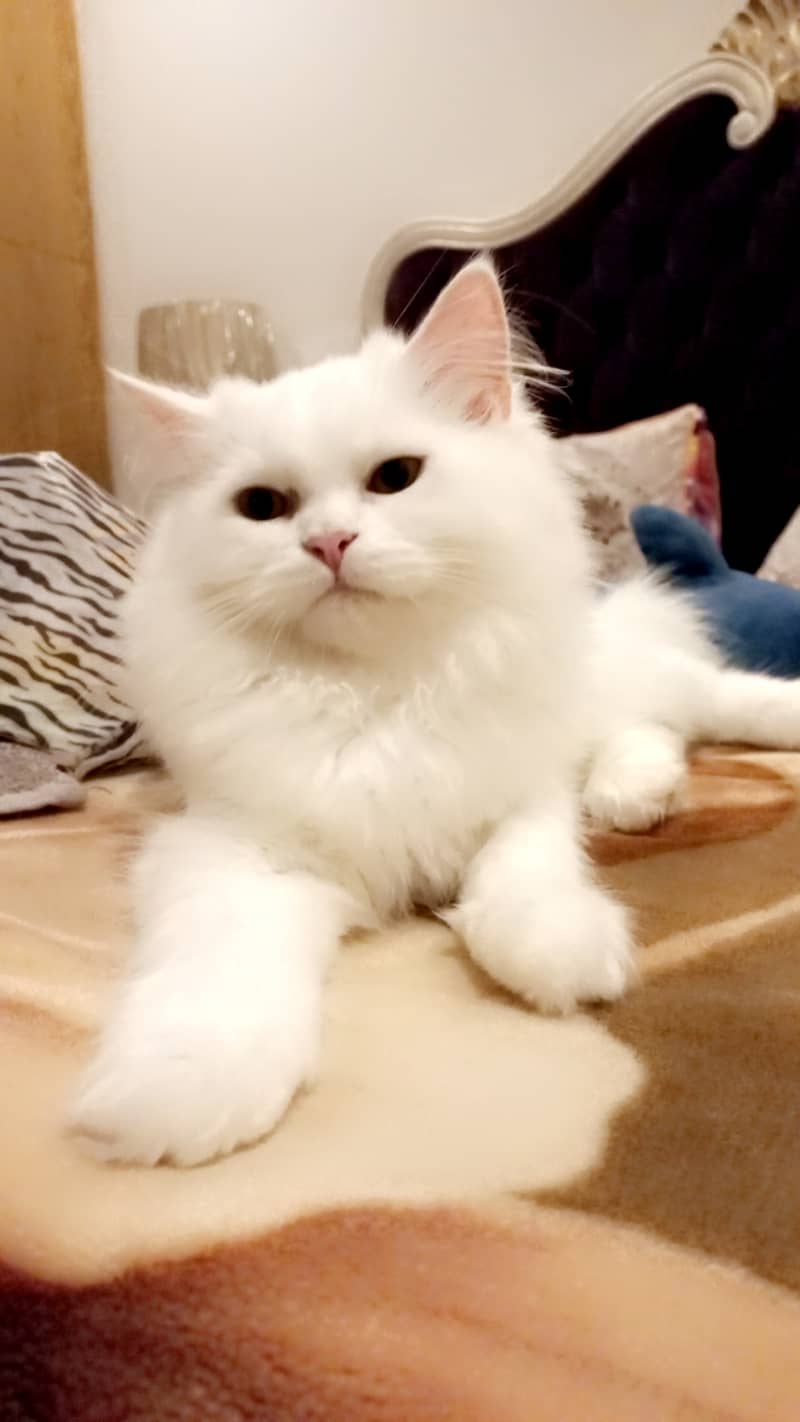 Persian cat/Triple Coated cat/Punch Face cats 5