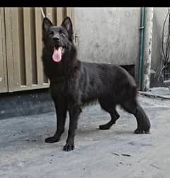 German shepherd long cort female