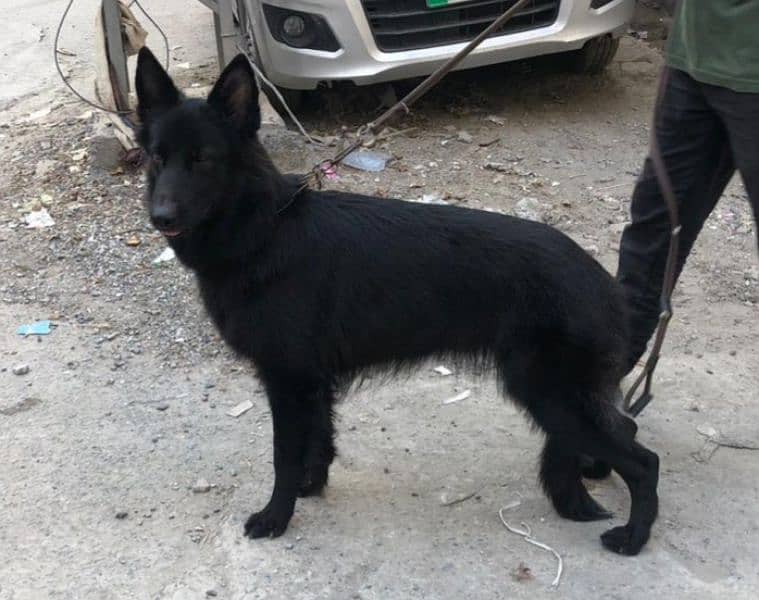 German shepherd long cort female 1