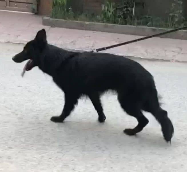 German shepherd long cort female 2