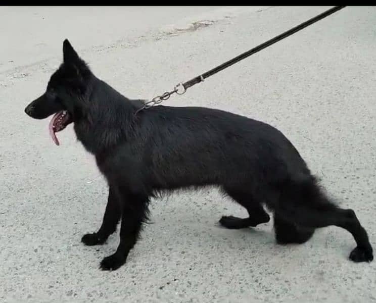 German shepherd long cort female 3