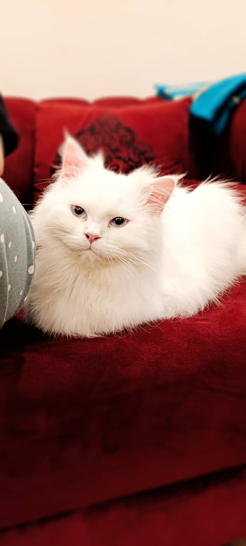 Persian cat/Triple Coated cat/Punch Face cats 18