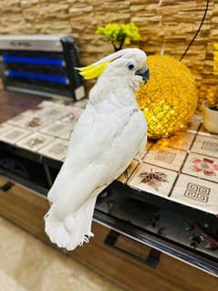 Hand Tamed Cockatoo