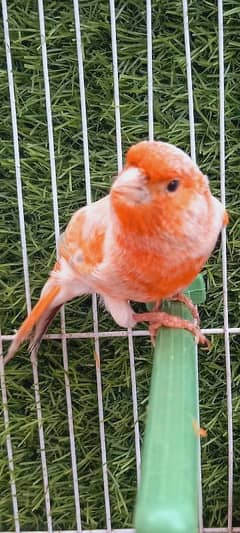 red factor and red mosaic singing canaries males for sale