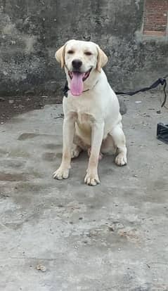 labrador