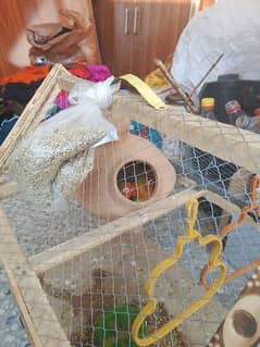 Love birds for sale with cage