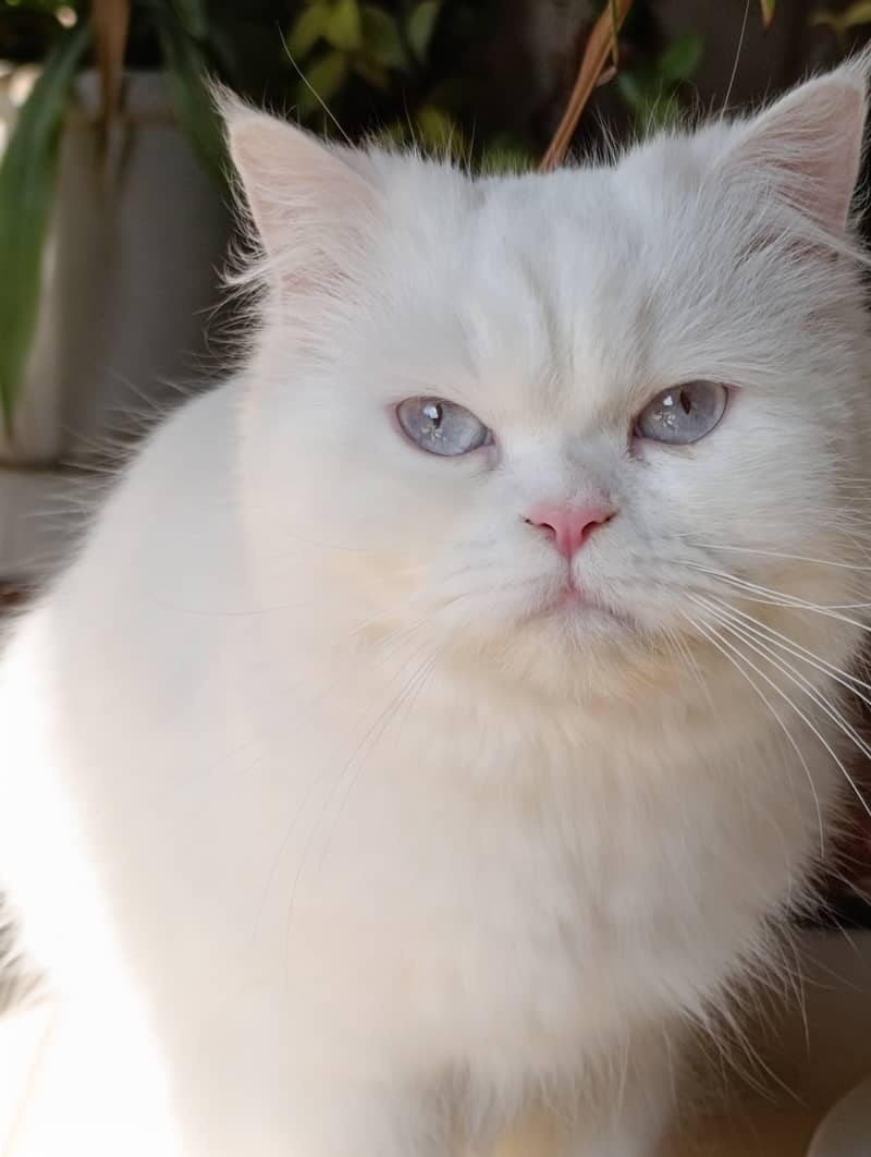 Persian cat/Triple Coated cat/Punch Face cats 3