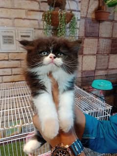 Persian cats / cute kittens /cat / cat baby / cat for sale