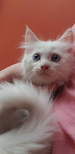 Persian male kitten