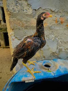 Aseel chiks male  available for sale