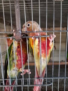 Conure | pair | parrot | high red factor| birds | available