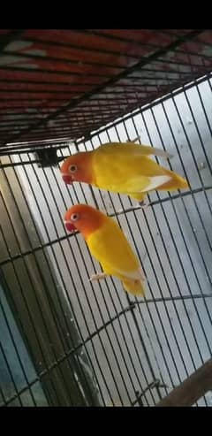 Love birds for sale