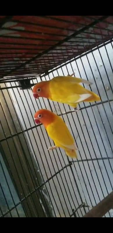 Love birds for sale 0