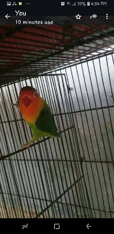 Love birds for sale 2