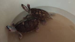 Hamilton Turtles