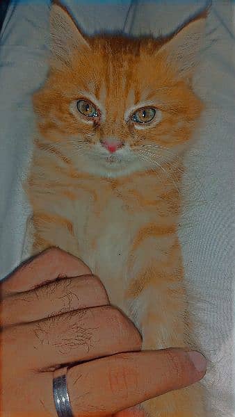 Persian kittens pair for sale urgently. 1