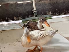 ducks for sell