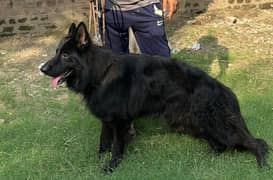 German Shepherd