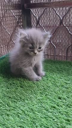 Persian kittens Pair | Long Coated 0